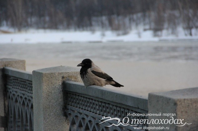 Зимние птицы Москвы