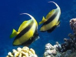 Богатство подводного мира Красного моря
