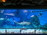 Самые большие аквариумы Москвы
