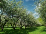 Коломенское приглашает на праздник цветения яблоневых садов