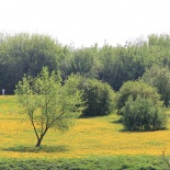 Одуванчиковое поле в Коломенском